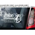 画像6: 【送料無料】カーステッカー【内張り/外張り】Dog on Board,G-【30種より選択/注文販売】オールド・ジャーマン・シェパード・ドッグ,グレイハウンド,イタリアン・グレイハウンド,ジャーマン・ショートヘアード・ポインター,ドイチャー・クルツハーリガー・フォルシュテフンド,ジャーマン・ロングヘアード・ポインター,ドイチャー・ラングハーリガー・フォルシュテフンド,ジャーマン・ワイアーヘアード・ポインター,ドイチャー・ドラードハーリガー・フォルシュテフンド (6)