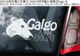 画像8: 【送料無料】カーステッカー【内張り/外張り】Dog on Board,G-【30種より選択/注文販売】グリフォン・ブリュッセル,ブリュッセル・グリフォン,グリフォン・ブリュッセロワ,グリフォン・ブリュッセル・ベルゲ,グレート・デーン,ガルゴ・エスパニョール,スパニッシュ・グレイハウンド,ゴールデン・ドゥードル,ゴールデンドゥードル,ゴールデン・レトリバー,ゴールデンレトリバー