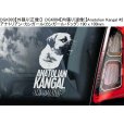 画像3: 【送料無料】カーステッカー【内張り/外張り】Dog on Board,K-【注文販売】アナトリアン・カンガール,(カンガール・ドッグ,ケリー・ブルー・テリア,クロムフォルレンダー,Kromforlander,ジャーマン・ショートヘアード・ポインター,ドイチャー・クルツハーリガー・フォルシュテフンド,コモンドール,コモンドル,ハンガリアン・シープドッグ,クライナー・ミュンスターレンダー,スモール・ミュンスターレンダー,スピオン,カレリアン・ベア・ドッグ,カレリアン・ベアハウンド,カリアラン・カルフコイラ,カレロスク・ビョルンフンド,クーバース,クヴァス,キースホンド,ジャーマン・スピッツ,ウルフ・スピッツ (3)