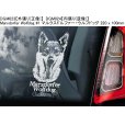 画像13: 【送料無料】カーステッカー【内張り/外張り】Dog on Board,M-【30種より選択/注文販売】ベルジアン・シェパード・ドッグ・マリノア,ミニチュア・シュナウザー,シュナウザー,ミニチュア・ピンシャー,モーキエ,マルキースィエ雄 X ヨークシャー・テリア雌,マルクスドルファー・ウルフドッグ,マルチーズ,マンチェスター・テリア,ジェントルマンズ・テリア,トイ・マンチェスター・テリア (13)