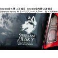 画像2: 【送料無料】カーステッカー【内張り/外張り】【注文販売】Dog on Board【人気大型犬特集】シベリアン・ハスキー,シベリアンハスキー,ハスキー,身体障害者補助犬,アシスタント・ドッグ.アシスタンス・ドッグ,バーニーズ・マウンテン・ドッグ,バーニーズマウンテンドッグ,バーニーズ,マウンテンドッグ,ダルメシアン,ラブラドール,ミックス,ダルマドール,ラブメシアン (2)