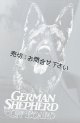 【送料無料／在庫あり かっこいい おしゃれ ステッカー ご購入後スグ発送】カーステッカー シール【外張り(外貼り)】220×100mm■ジャーマン・シェパード/ジャーマンシェパード/#7