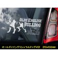 画像3: 【 オールディイングリシュブルドッグ 】 スモークウインドウ に映える ホワイト 印字 カーステッカー 【図柄バリエーション】【外張り 内張り ブラック印字】 大型犬 アメリカ Olde English Bulldog 【送料無料】【お取り寄せ】 === オールディ・イングリシュ・ブルドッグ オールド・イングリッシュ・ブルドッグ 犬 わんちゃん 愛犬 カー・ステッカー 外貼り 内貼り ウインドウ 白色印字 黒色印字 / ブラック印字は 白いボディに (3)