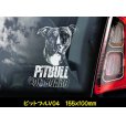画像6: 【 ピットブル 】 スモークウインドウ に映える ホワイト 印字 カーステッカー 【図柄バリエーション】【外張り 内張り ブラック印字】 中型犬 アメリカ Pitbull Pit Bull Terrier 【送料無料】【お取り寄せ】 マスティフ === アメリカン・ピット・ブル・テリア ピット ブル テリア ブルドッグ ブリー 犬 わんちゃん 愛犬 カー・ステッカー 外貼り 内貼り ウインドウ 白色印字 黒色印字 / ブラック印字は 白いボディに (6)