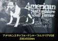 画像19: 【 アメリカンスタッフォードシャーテリア 】 スモークウインドウ に映える ホワイト 印字 カーステッカー 【図柄バリエーション】【外張り 内張り ブラック印字】 大型犬 アメリカ Staffordshire Terrier アムスタッフ Amstaff 【送料無料】【お取り寄せ】 マスティフ === アメリカン・スタッフォードシャー・テリア アムスタフィー アメスタ ブルドッグ ピットブル ブリー 犬 愛犬 カー・ステッカー 外貼り 内貼り 白色印字 黒色印字 愛犬ステッカー / ブラック印字は 白いボディに