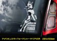 画像8: 【 アメリカンスタッフォードシャーテリア 】 スモークウインドウ に映える ホワイト 印字 カーステッカー 【図柄バリエーション】【外張り 内張り ブラック印字】 大型犬 アメリカ Staffordshire Terrier アムスタッフ Amstaff 【送料無料】【お取り寄せ】 マスティフ === アメリカン・スタッフォードシャー・テリア アムスタフィー アメスタ ブルドッグ ピットブル ブリー 犬 愛犬 カー・ステッカー 外貼り 内貼り 白色印字 黒色印字 愛犬ステッカー / ブラック印字は 白いボディに