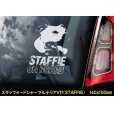 画像11: 【 スタッフォードシャーブルテリア 】 スモークウインドウ に映える ホワイト 印字 カーステッカー 【図柄バリエーション】【外張り 内張り ブラック印字】 スタッフォードシャー・ブルテリア 中型犬 イギリス Staffordshire Bull Terrier 【送料無料】【お取り寄せ】 === Staffie Staffy ピット・ドッグ スタッフォードシャー・ブル・テリア パッチド・ブル スタッフィー ブルドッグ ブル ブリー 愛犬 カー・ステッカー 外貼り 内貼り 白色印字 黒色印字 / ブラック印字は 白いボディに (11)