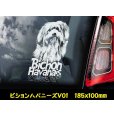画像5: 【 その他 ビション系 】 スモークウインドウ に映える ホワイト 印字 カーステッカー 【図柄バリエーション】【外張り 内張り ブラック印字】 小型犬 BICHON ビション グループ 【送料無料】【お取り寄せ】 ビション・フリーゼ マルチーズ ハバニーズ === ボロニーズ コトン・ド・テュレアール 犬 わんちゃん 愛犬 カー・ステッカー 外貼り 内貼り ウインドウ 白色印字 黒色印字 可愛い 愛犬ステッカー / ブラック印字は 白いボディに (5)