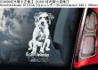 画像6: 【送料無料】カーステッカー【内張り/外張り】Dog on Board,K-【注文販売】アナトリアン・カンガール,(カンガール・ドッグ,ケリー・ブルー・テリア,クロムフォルレンダー,Kromforlander,ジャーマン・ショートヘアード・ポインター,ドイチャー・クルツハーリガー・フォルシュテフンド,コモンドール,コモンドル,ハンガリアン・シープドッグ,クライナー・ミュンスターレンダー,スモール・ミュンスターレンダー,スピオン,カレリアン・ベア・ドッグ,カレリアン・ベアハウンド,カリアラン・カルフコイラ,カレロスク・ビョルンフンド,クーバース,クヴァス,キースホンド,ジャーマン・スピッツ,ウルフ・スピッツ