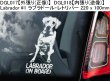 画像10: 【送料無料】カーステッカー【内張り/外張り】Dog on Board,L-【30種より選択/注文販売】レオンベルガー,ラサ・アプソ,アプソ・セン・カイ,盲導犬,ラブラドール・レトリバー,子犬,仔犬,身体障害者補助犬,チョコレート・ラブラドール・レトリバー,ブラック・ラブラドール・レトリバー