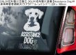 画像9: 【送料無料】カーステッカー【内張り/外張り】Dog on Board,L-【30種より選択/注文販売】レオンベルガー,ラサ・アプソ,アプソ・セン・カイ,盲導犬,ラブラドール・レトリバー,子犬,仔犬,身体障害者補助犬,チョコレート・ラブラドール・レトリバー,ブラック・ラブラドール・レトリバー