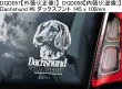 画像9: 【送料無料】カーステッカー【内張り/外張り】【注文販売】Dog on Board【ダックスフント特集】ダックスフント,ダックスフンド,ダックス,ワイヤーへアード・ダックスフント,スムースヘアード・ダックスフント,ショートヘアード・ダックスフント,ラフヘアード・ダックスフント,テッケル,ミニチュア・ダックスフント,ミニチュアダックス,Mダックスフンド