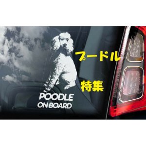 画像: 【送料無料】カーステッカー【内張り/外張り】【注文販売】Dog on Board【プードル特集】プードル,スタンダード・プードル,スタンダードプードル,トイ・プードル,トイプードル,トイプー,コッカープー,コッカー・プー,ゴールデン・ドゥードル,ゴールデンドゥードル,ラブラドゥードル(プードルXラブラドール・レトリーバー) 