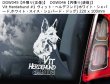 画像9: 【送料無料】カーステッカー デカール【内張り/外張り】Dog on Board,W-【注文販売】ウェスティ,ウエスト・ハイランド・ホワイト・テリア,スコティッシュ・テリア,スコッティ,アバディーン・テリア,ホワイト・シェパード,ホワイト・スイス・シェパード・ドッグ,ヴィット・ヘルデフンド,ヴィット・シェーファー,ウェルシュ・スプリンガー・スパニエル,ウェルシュ・テリア,ウルフ・ドッグ,ウルヴス,ウルブス,ウォラミュート,ウォラムート(ティンバー・ウルフ(シンリン・オオカミ)xアラスカン・マラミュート),ヴェッターフーン,ジャーマン・スパニエル,ドイチャー・ヴァハテルフンド,ジャーマン・クウェイル・ドッグ