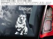 画像10: 【送料無料】カーステッカー デカール【内張り/外張り】Dog on Board,V-【18種より選択/注文販売】ビズラ,ヴィズラ,ビジュラ,ビーシュラ,ショートヘアード・ハンガリアン・ビズラ,ハンガリアン・ビズラ,ヴォルピーノ・イタリアーノ,ボルピーノ,ヴォルピノ,フロレンタイン・スピッツ,フロレンタイン・ヴォルピーノ,カネ・ディ・クウィリナーレ,クウィリナーレ・ドッグ,ウエスト・シベリアン・ライカ,サーパドノ・シビールスカヤ・ライカ,スウェーディッシュ・ヴァルフント,ウエスト・ゴーダー・スペッツ,スウェーデン・キャトル・ドッグ,スウェーデン・シェパード・ドッグ