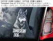 画像2: 【送料無料】カーステッカー【内張り/外張り】Dog on Board,T-【注文販売】タマスカン・ドッグ,タマスカン・ハスキー,ノーザン・イヌイット・ドッグ,ウトナーガン