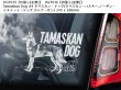 画像4: 【送料無料】カーステッカー【内張り/外張り】Dog on Board,T-【注文販売】タマスカン・ドッグ,タマスカン・ハスキー,ノーザン・イヌイット・ドッグ,ウトナーガン