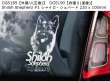 画像6: 【送料無料】カーステッカー【内張り/外張り】Dog on Board,S-【注文販売】身体障害者補助犬,盲導犬,聴導犬,介助犬,スプリンガー・スパニエル,シチョン(シーズーxビションフリーゼ),スキッパーキ,シッパーキ,シッパーキー,スロヴェンスキー・コポフ,スロバキアン・ハウンド,ブラック・フォレスト・ハウンド,シャイロ・シェパード,スモーランド・ハウンド(スモーラント・シュトーヴァレ,スパニッシュ・ウォーター・ドッグ,ペロ・デ・アグア・エスパニョール,アンダルシアン・ダーク,シラー・シュトーヴァレ,シラーシュトーヴァレ,シラー・ハウンド,スウェーディシュ・ラップフンド,スロヴェンスキー・チュヴァック,スロヴァーク・チュヴァック,スロバキアン・シェパード・ドッグ,リプトク,チュヴァック,チュヴァ,シェーファー,ジャーマン・シェパード・ドッグ