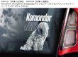 画像10: 【送料無料】カーステッカー【内張り/外張り】Dog on Board,K-【注文販売】アナトリアン・カンガール,(カンガール・ドッグ,ケリー・ブルー・テリア,クロムフォルレンダー,Kromforlander,ジャーマン・ショートヘアード・ポインター,ドイチャー・クルツハーリガー・フォルシュテフンド,コモンドール,コモンドル,ハンガリアン・シープドッグ,クライナー・ミュンスターレンダー,スモール・ミュンスターレンダー,スピオン,カレリアン・ベア・ドッグ,カレリアン・ベアハウンド,カリアラン・カルフコイラ,カレロスク・ビョルンフンド,クーバース,クヴァス,キースホンド,ジャーマン・スピッツ,ウルフ・スピッツ