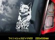 画像2: 【 フィニッシュスピッツ V01  220x100mm 】 スモークウインドウ に映える ホワイト 印字 カーステッカー 【外張り 内張り ブラック印字】 小型犬 フィンランド Finnish Spitz フィンスキー スウォメンピュスティコルヴァ 【送料無料】【お取り寄せ】 === Finsk Spets フィニッシュ・スピッツ 犬 わんちゃん 愛犬 カー・ステッカー 外貼り 内貼り ウインドウ 白色印字 黒色印字 / ブラック印字は 白いボディに