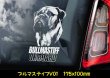 画像3: 【 ブルマスティフ 】 スモークウインドウ に映える ホワイト 印字 カーステッカー 【図柄バリエーション】【外張り 内張り ブラック印字】 大型犬 イギリス Bullmastiff 【送料無料】【お取り寄せ】 格好いい 愛犬ステッカー === ブル・マスティフ ブル マスティフ Bull Mastiff ブルドッグ ブリー 犬 わちゃん ワンちゃん カー・ステッカー 外貼り 白色印字 カー ステッカー / ブラック印字は 白いボディに