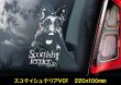 画像10: 【 ウエスティ スコッティ 】 スモークウインドウ に映える ホワイト 印字 カーステッカー 【図柄バリエーション】【外張り 内張り ブラック印字】 小型犬 ウエスティ スコッティ 【送料無料】【お取り寄せ】 ウエスト・ハイランド・ホワイト・テリア スコティッシュ・テリア === Westie Scottie Scottish スコティッシュ・ディアハウンド 犬 わんちゃん 愛犬 カー・ステッカー 外貼り 内貼り ウインドウ 白色印字 黒色印字 可愛い 愛犬ステッカー / ブラック印字は 白いボディに