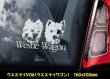 画像7: 【 ウエスティ スコッティ 】 スモークウインドウ に映える ホワイト 印字 カーステッカー 【図柄バリエーション】【外張り 内張り ブラック印字】 小型犬 ウエスティ スコッティ 【送料無料】【お取り寄せ】 ウエスト・ハイランド・ホワイト・テリア スコティッシュ・テリア === Westie Scottie Scottish スコティッシュ・ディアハウンド 犬 わんちゃん 愛犬 カー・ステッカー 外貼り 内貼り ウインドウ 白色印字 黒色印字 可愛い 愛犬ステッカー / ブラック印字は 白いボディに